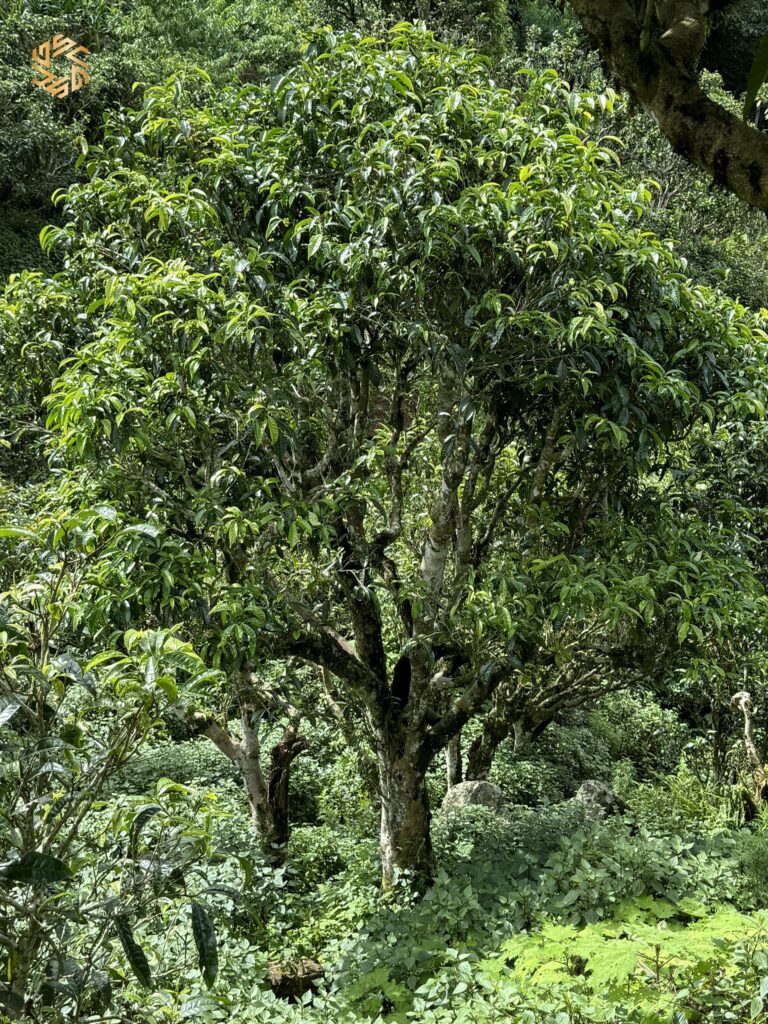 z5658680903918_b70324168545a0e48fa7c0e378605531-768x1024-3